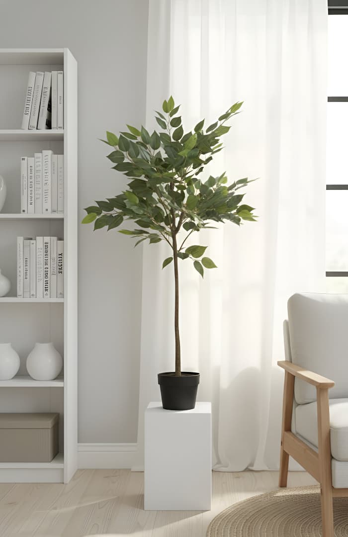 The "Nordic Willow" Ficus