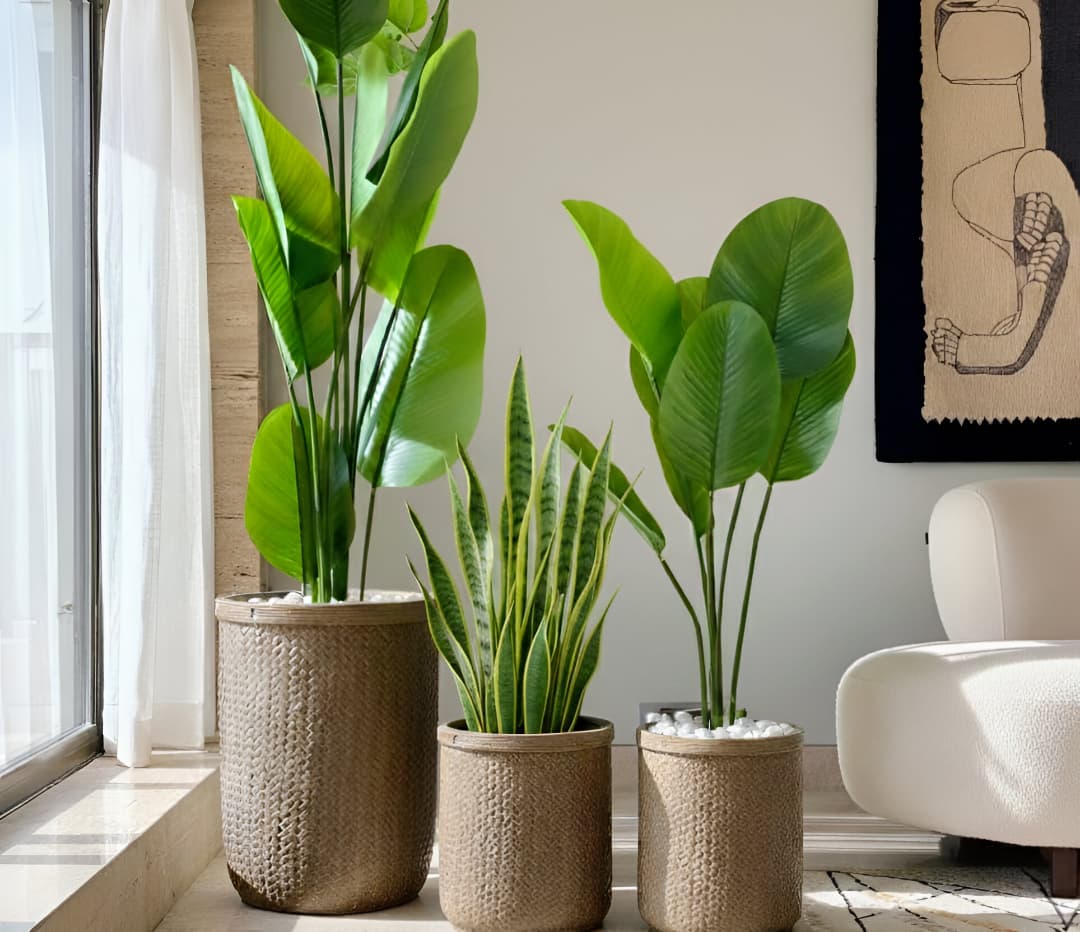 The Oasis Triple-Threat Planter Set